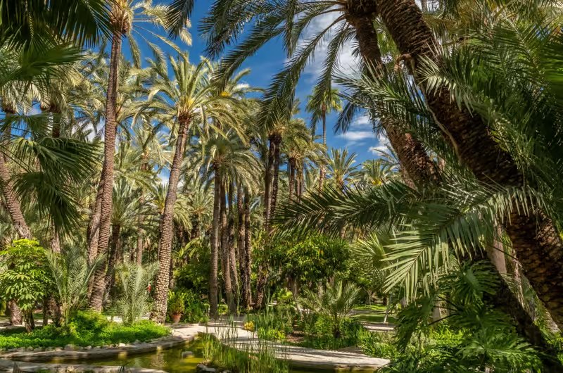Palmeral w Elche